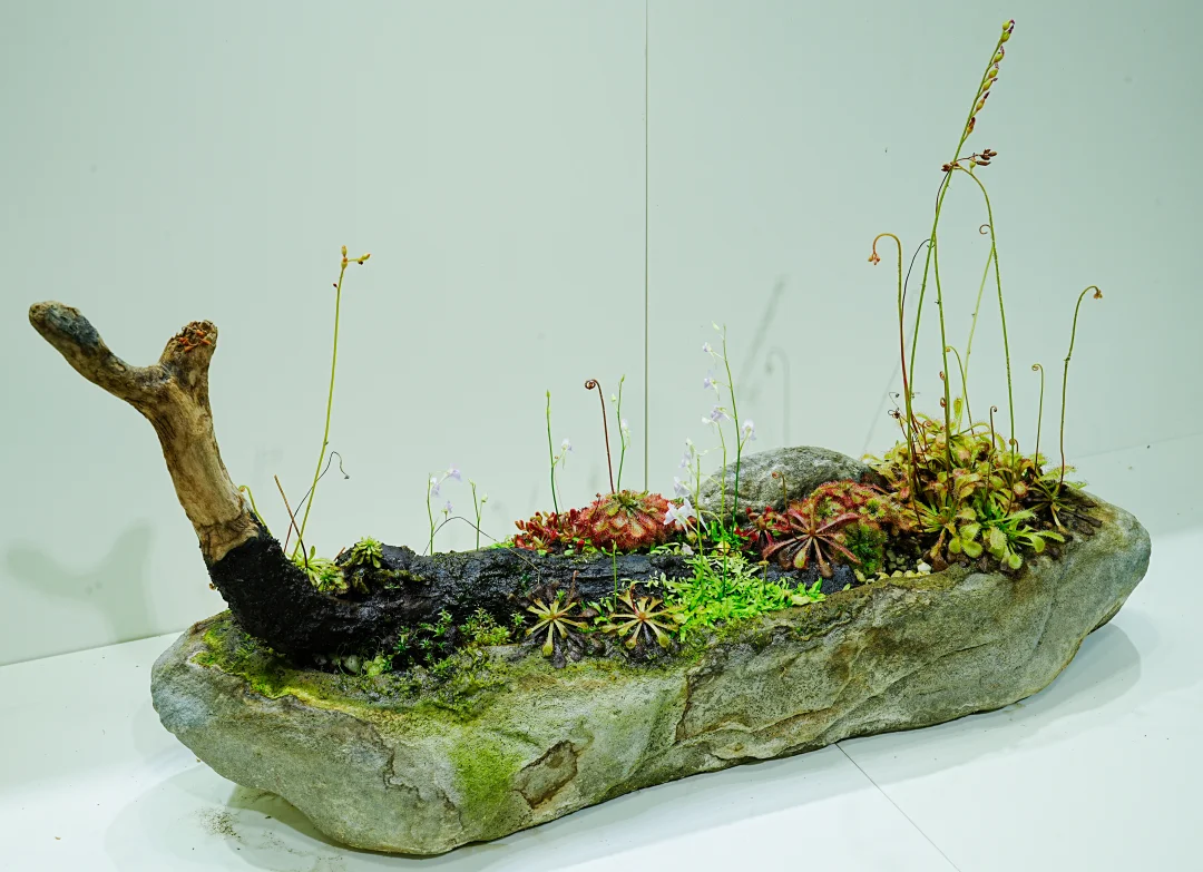 从石头里长出好看的叶和花