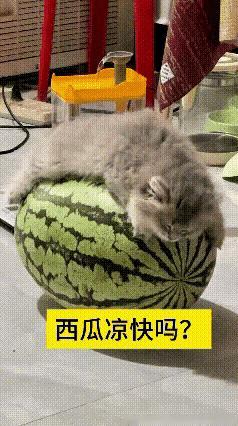 看完这段视频觉得特别有意思，夏天天热，小猫也会自己想办法降温。
家里放着一颗完整