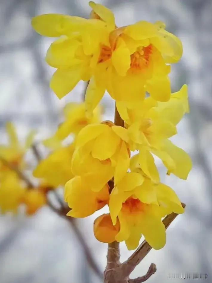 正月十五赏腊梅
作者：祥瑞传奇
迎春蜡梅 
听说植物园腊梅陆续绽放，元宵节欣赏腊