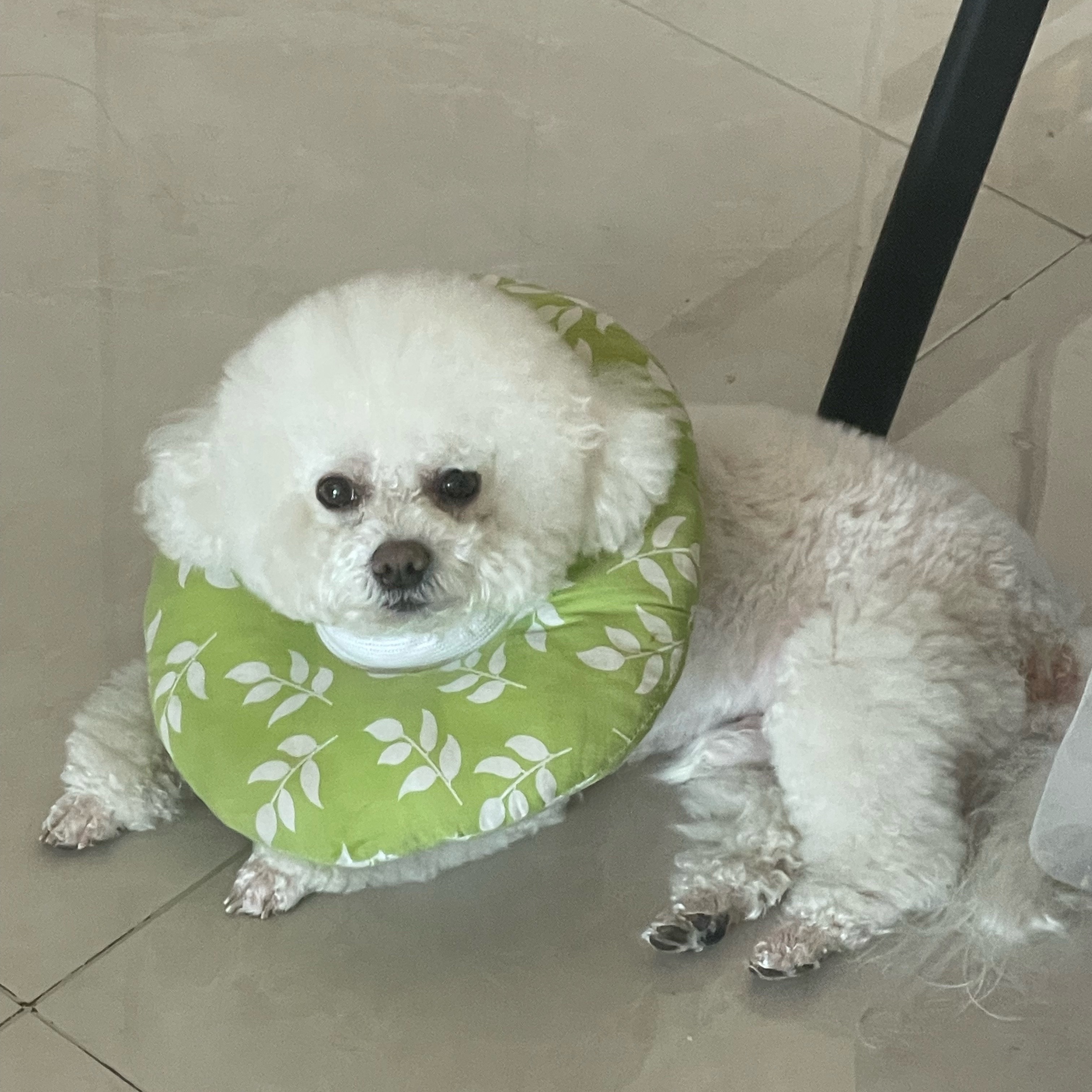 小狗和他们的好朋狗🥰 