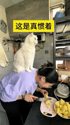 这个视频有意思，女主人弯腰低头在案板上切菜忙活，这只白猫稳稳蹲坐在主人的后背，身