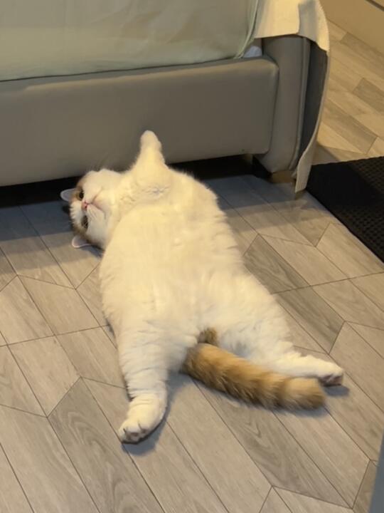 猫师傅 你在忙些什么啊