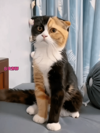 这孩子基因有点复杂