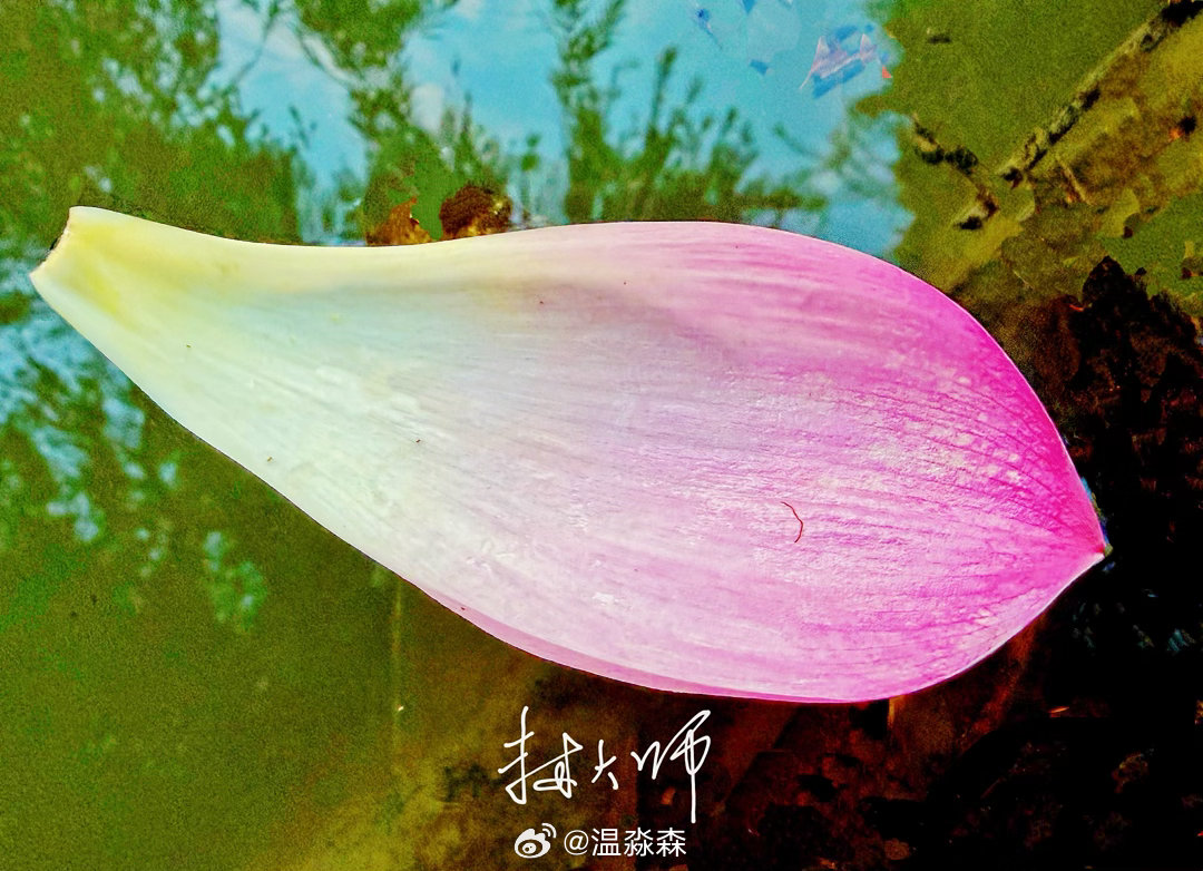 一花一世界。哪怕一个花瓣脱离了母体漂泊在外，它依然有自己的乾坤。 ​​​