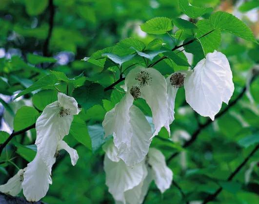 大别山惊现“绿色熊猫”！罗田天堂寨的鸽子花盛开，太美了！
 
说到国家一级保护植