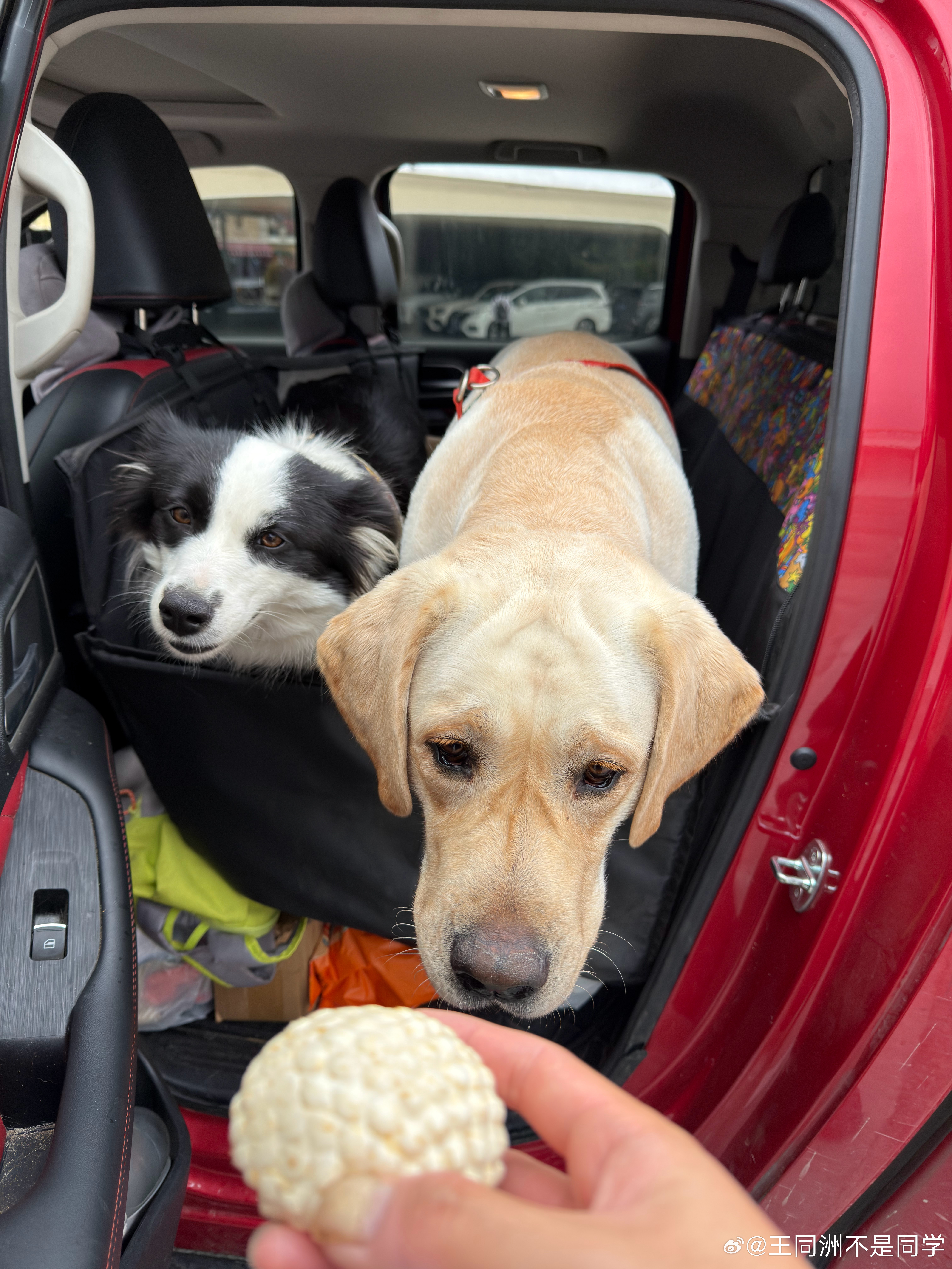 男子高速路上发现62具宠物尸体既然带宠物回家，既然它们叫宠物就好好把小狗放在车里