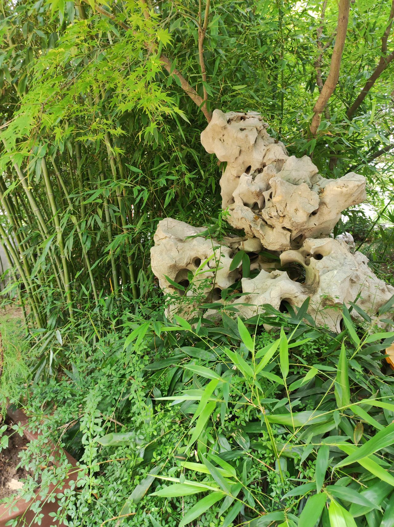 连续三天都有雨，公园花草更美了。拍花是为了坚持走路，走路是为了遇见好看的花草。今