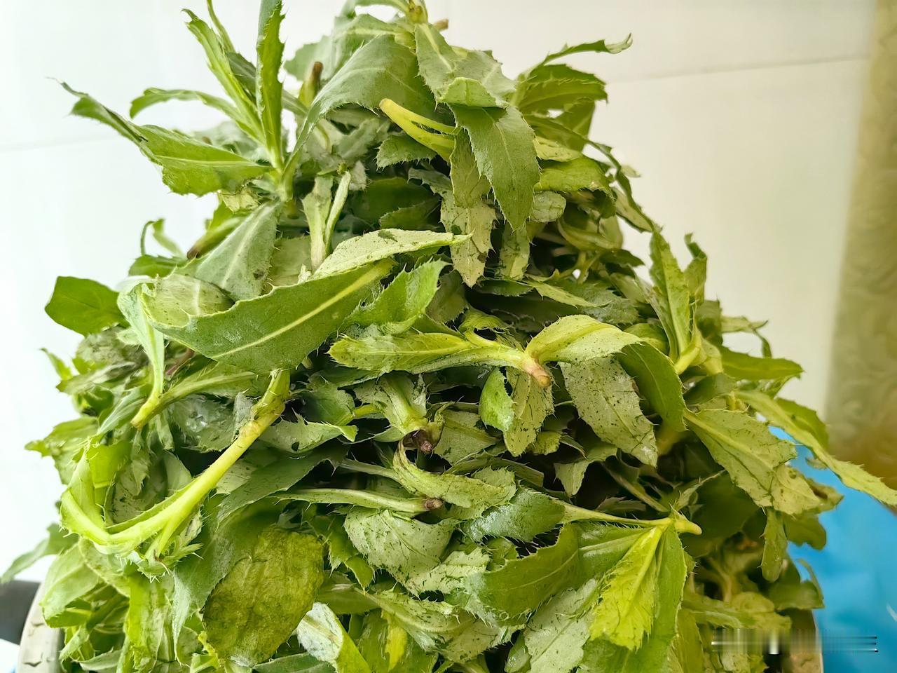 刺蓟菜茶，又是一道纯绿色的自己制作手工茶。味道真的是杠杠的。以前只用这个做过面条