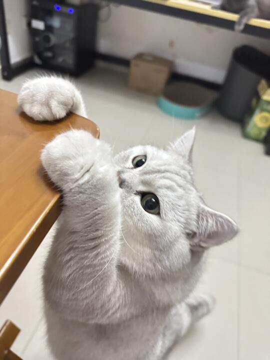 🐱 桌脚长猫啦！还是白色小麻薯～