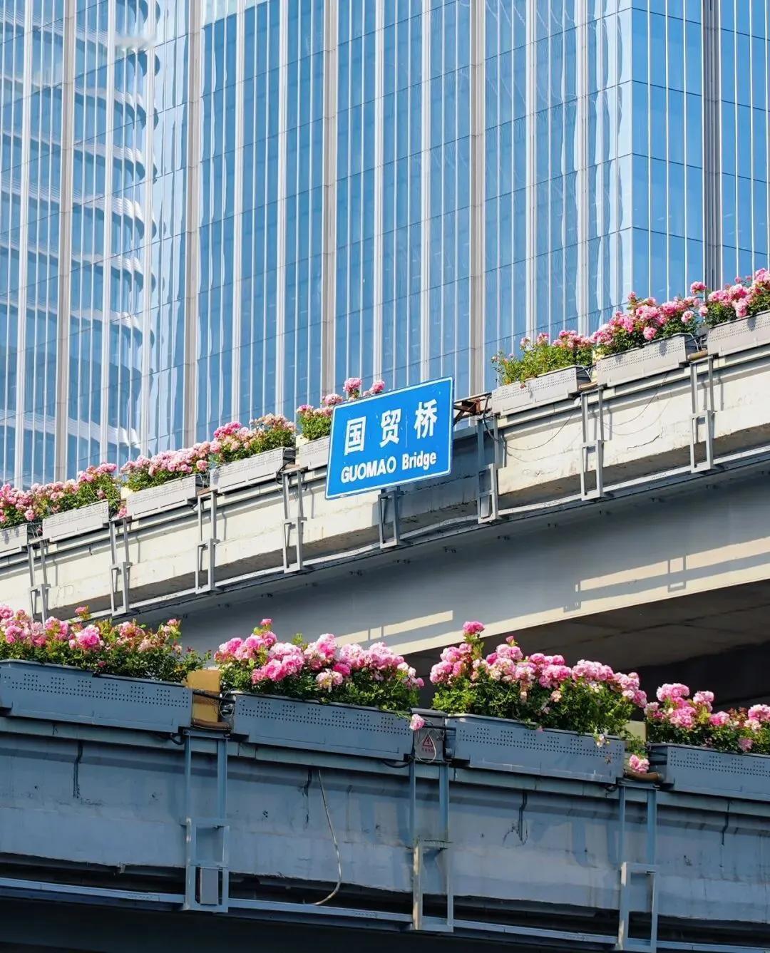北京满大街的月季真的太火了！初夏时节，大街小巷、环路、公园小区，处处月季盛开，随