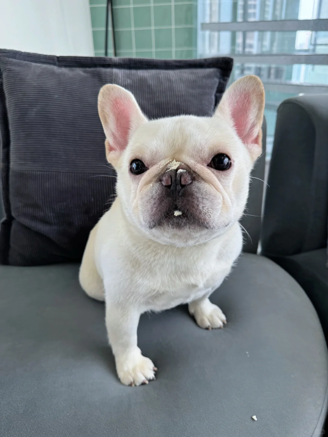 今天我可没有偷吃奶油蛋糕🍰