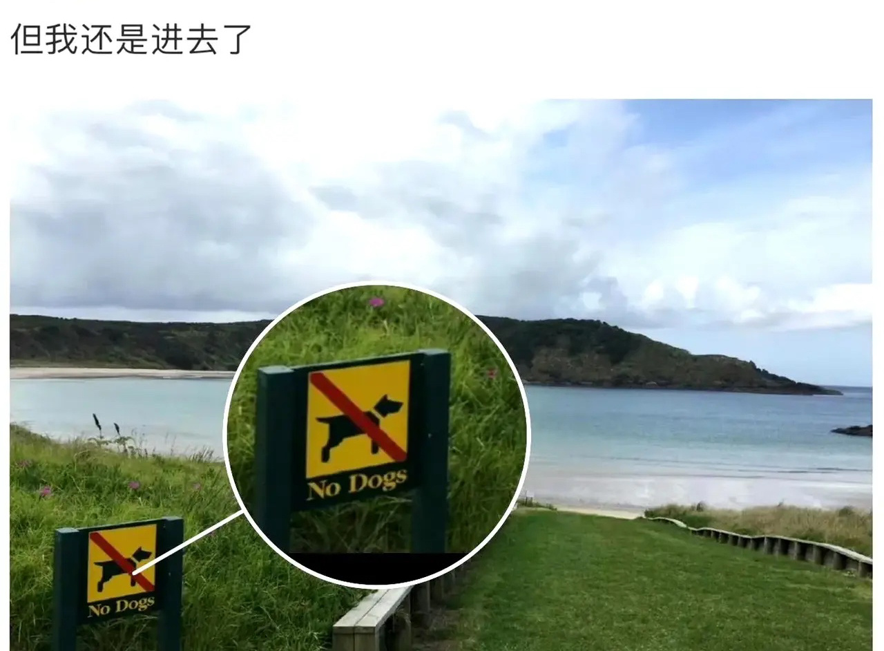 #禁止狗入内但林更新进去了#为什么关于林更新的梗永远这么好笑啊！网友发现《玫瑰的