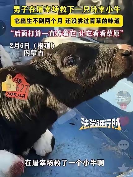 泪目！内蒙古，一男子去屠宰场买牛肉时，意外发现角落里有只小牛在不断颤抖，眼睛里全