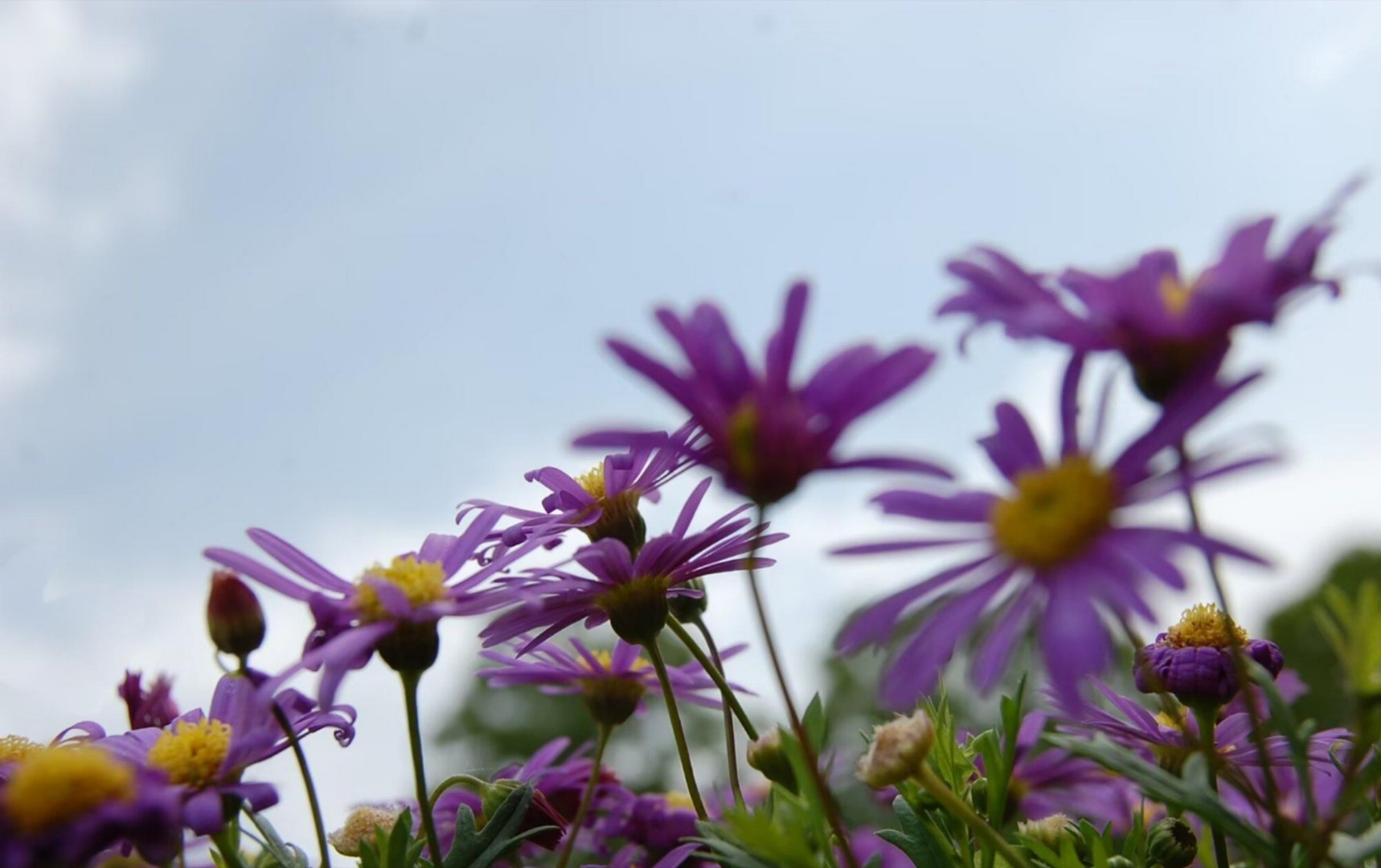 colorwalk偶遇春天我的春色配方 微风漫过枝头，细碎的姬小菊肆意盛放。淡紫