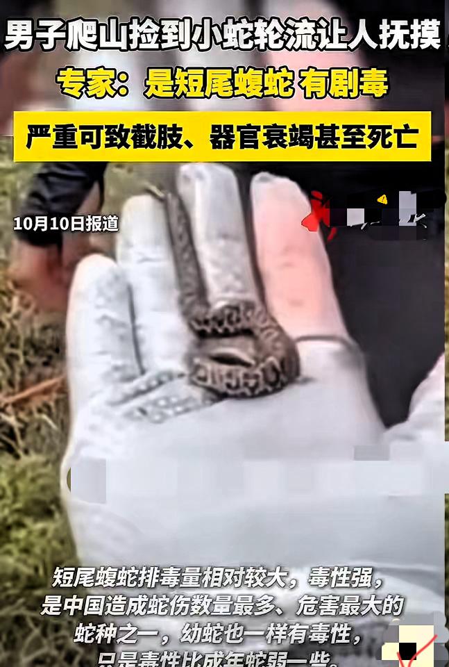 把剧毒短尾蝮幼蛇当
“可爱小蚯蚓”放手上玩，
这男的能活着刷到馆长的警告，纯靠