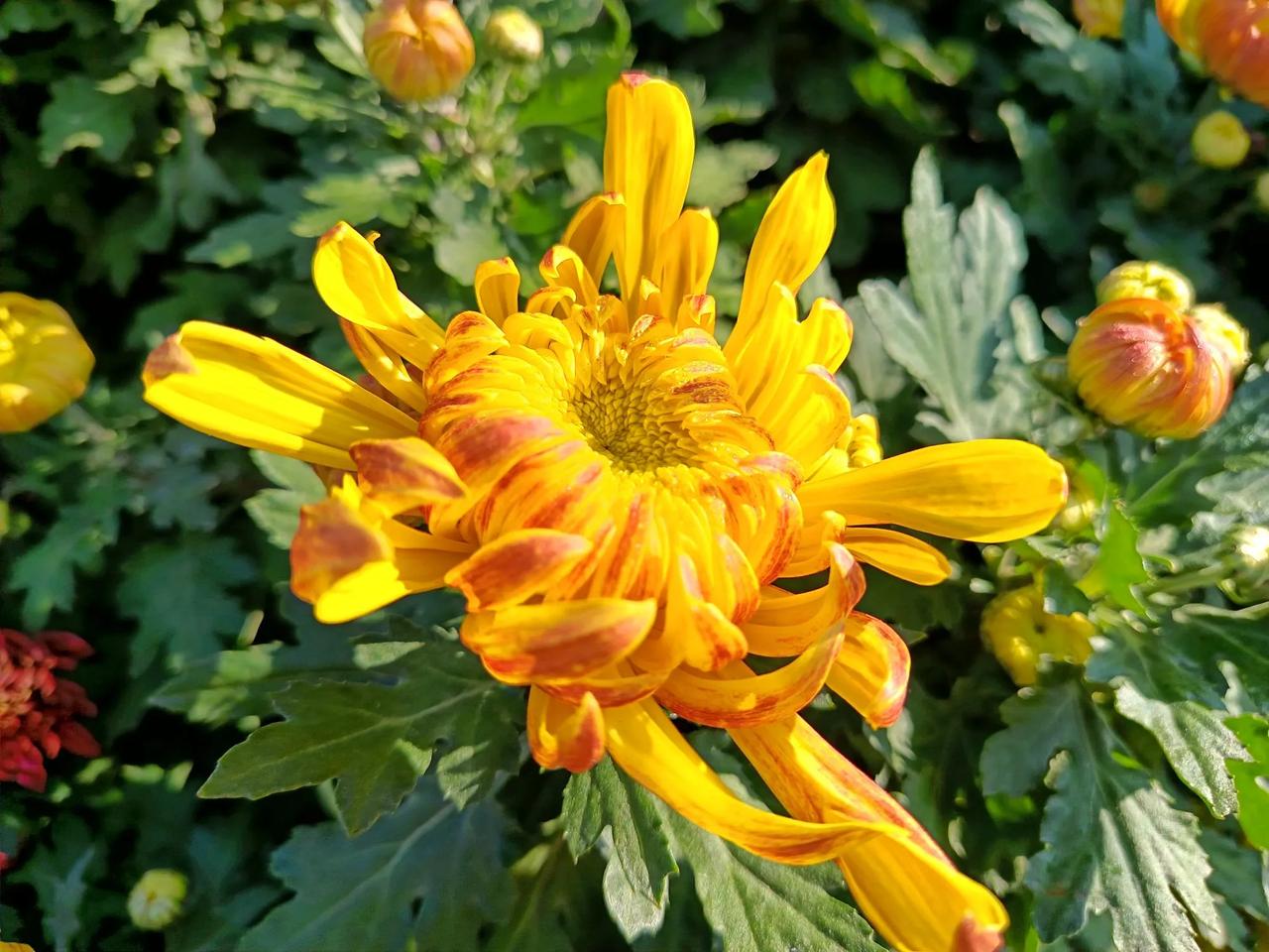 七绝•菊花
方芳



西风无力难梳剪，
逗露吟霜显妙才。
身处东篱心性好，
踏