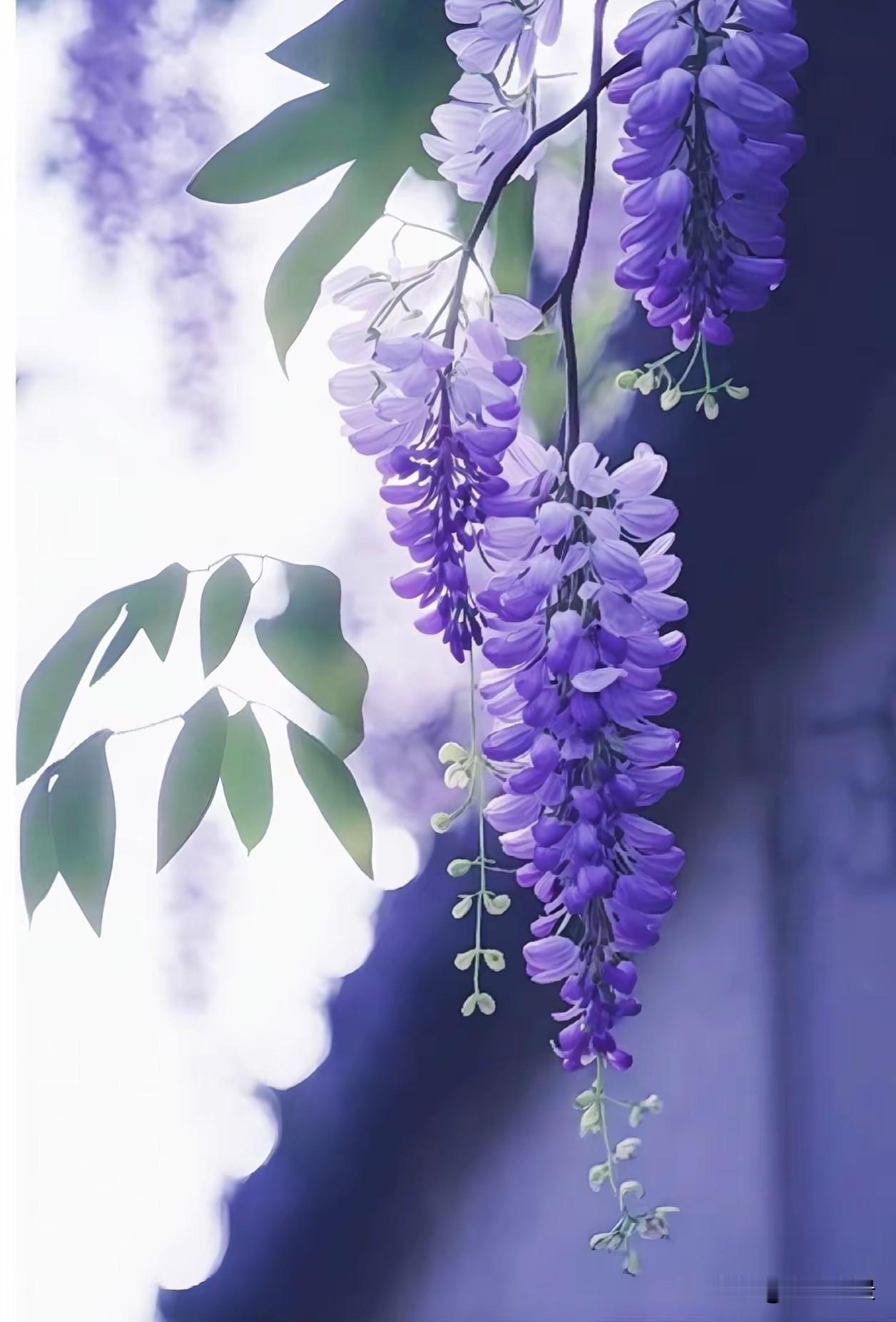  紫藤漫墙，春深几许。