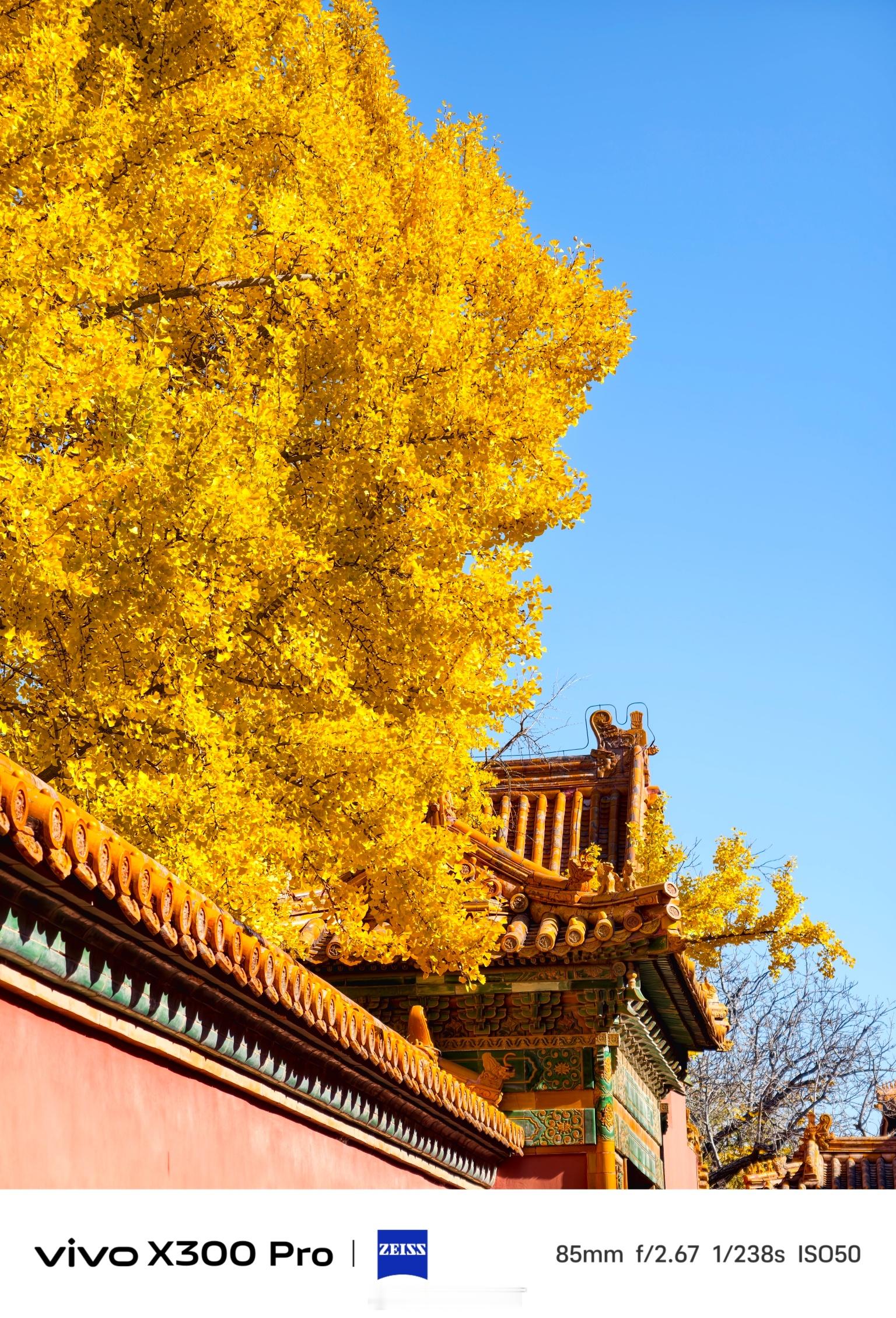 《延禧宫的秋色是整个故宫的顶流》在故宫后宫的东侧，有一座延禧宫。每到秋天，院内高