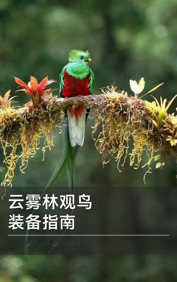 去热带高山森林观鸟之前，你需要准备什么
☁️ 很多人第一次进入云雾林，都会被这里