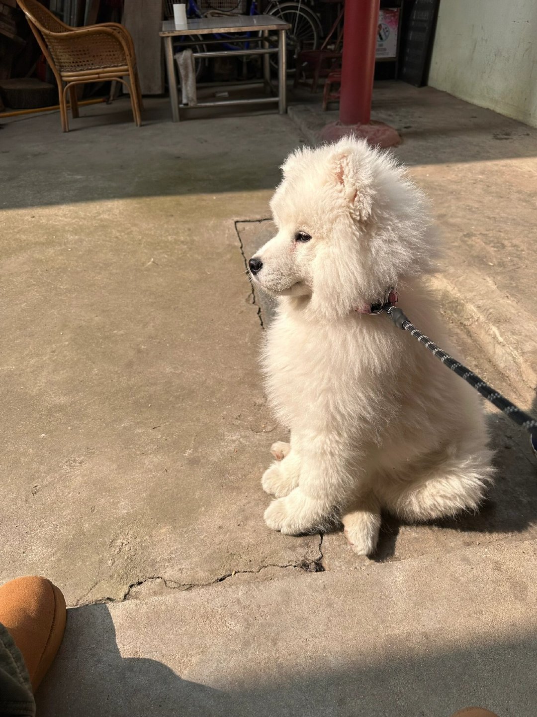 春节回村早起独自晒太阳的萨摩耶 