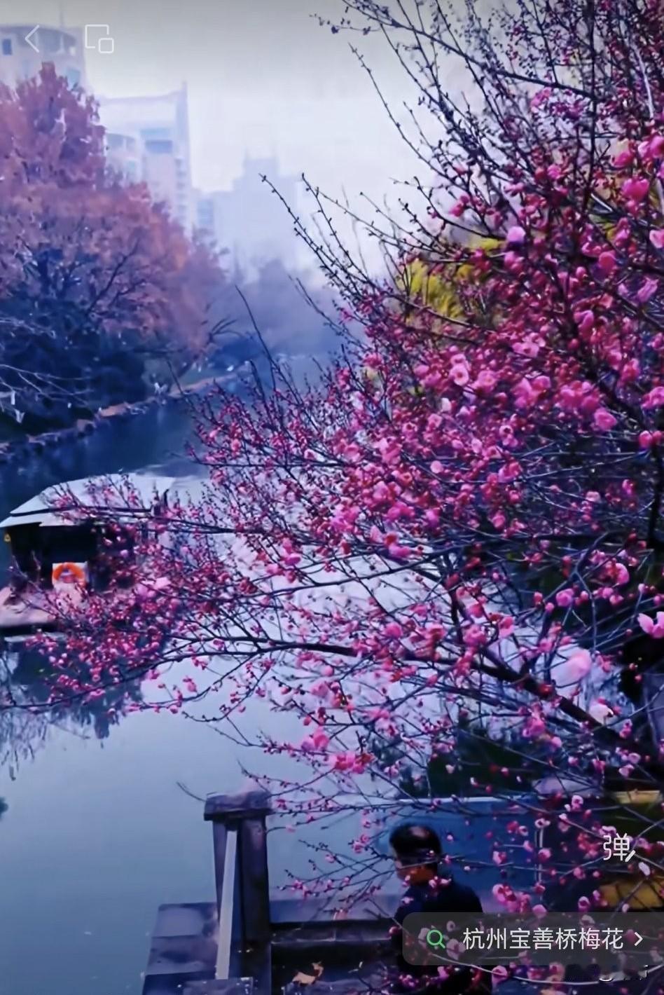 杭州的梅花比去年早了半个月，去年这棵梅树盛开时是二月中旬。
昨天，在小区的角落看