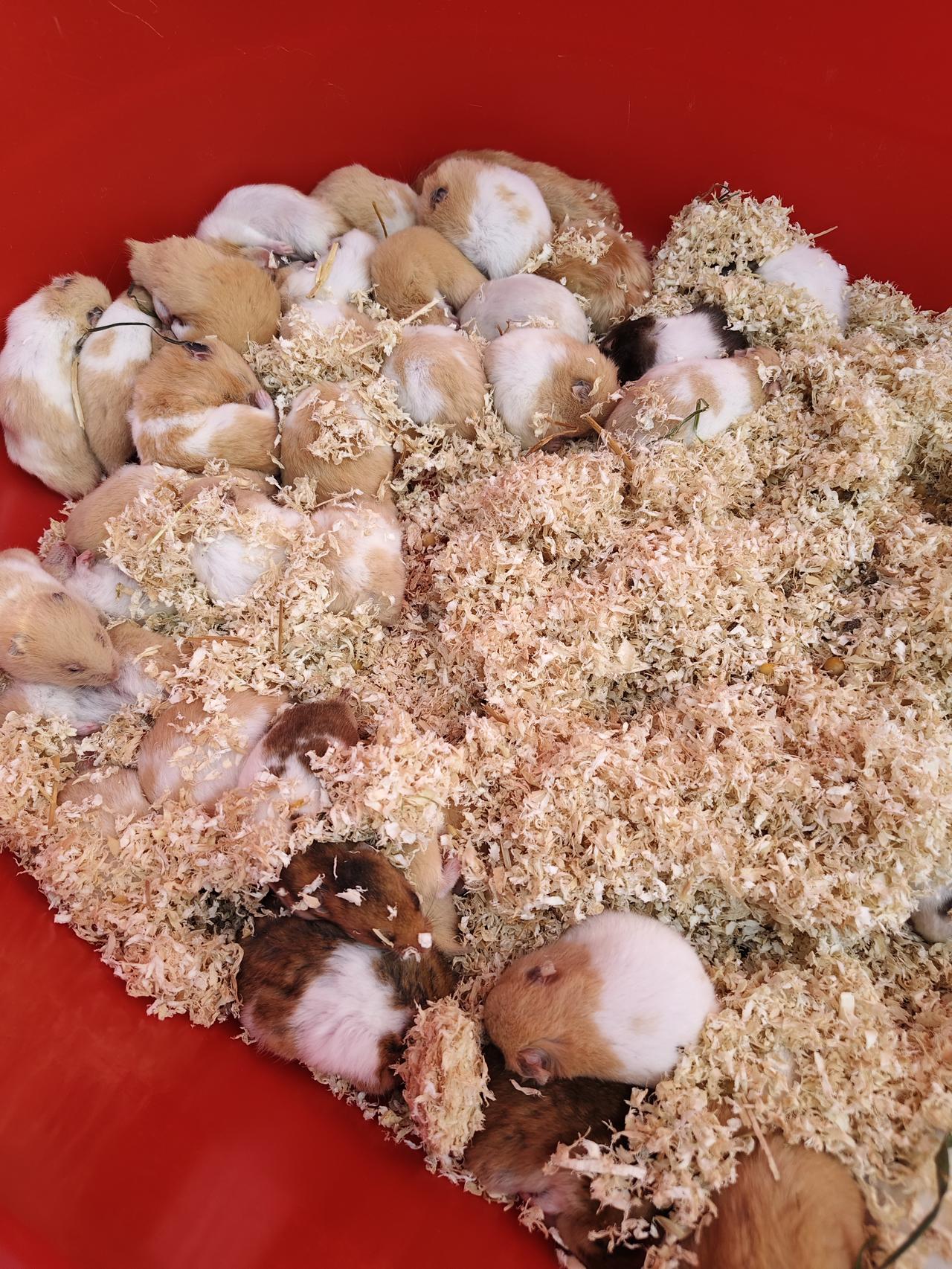 小仓鼠好养吗？那天回老家的时候，在万亩梨园景区那儿看到好几个售卖小仓鼠的。喜欢小