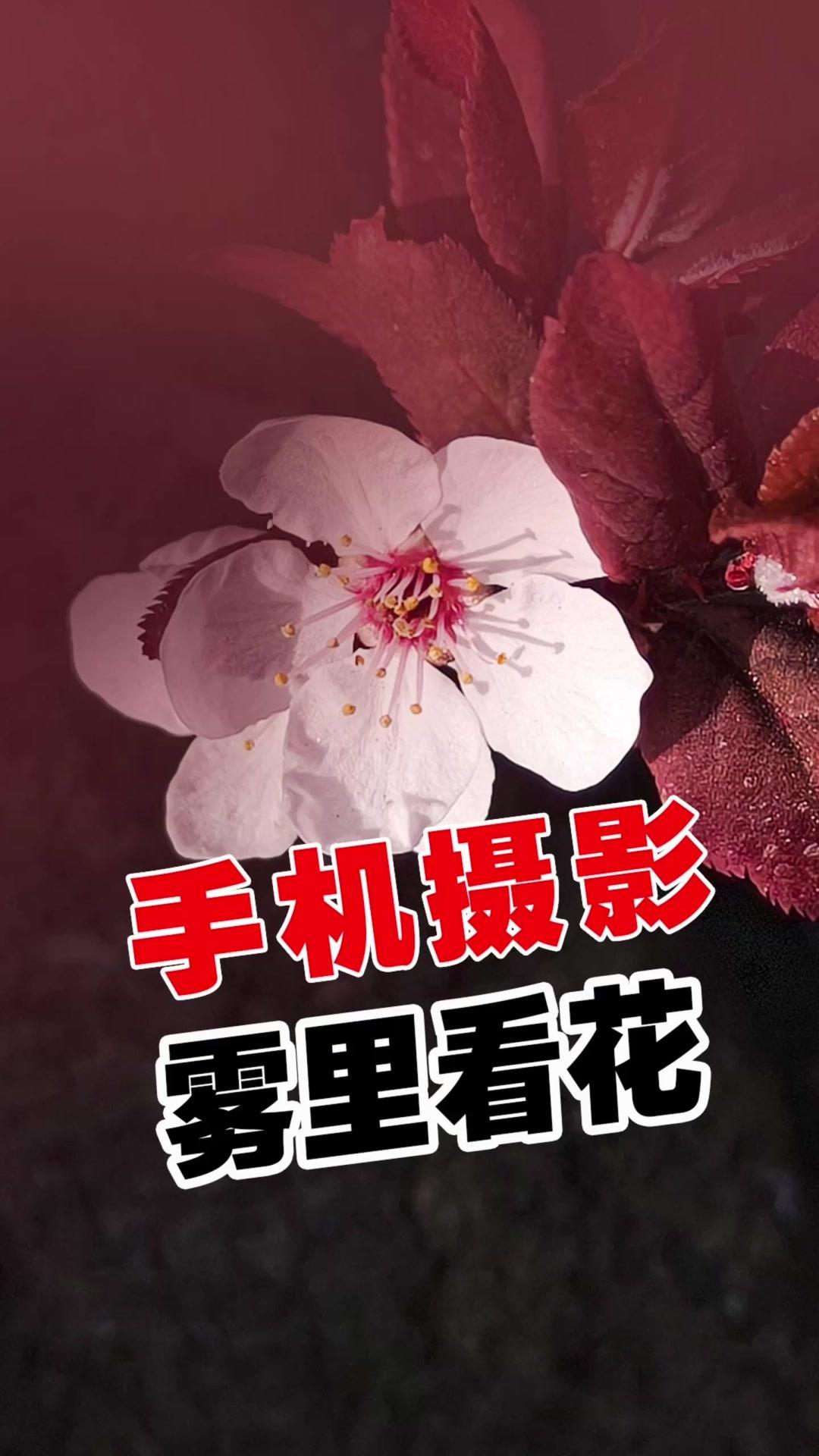 多数人拿起手机就拍，虽然好看，但是太普通、太没有想象力。

📸技巧：
1️⃣在