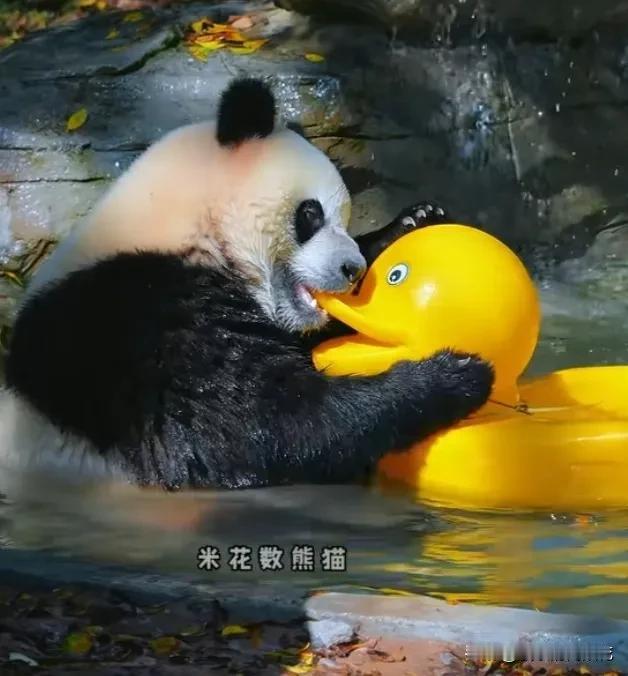[大笑]大熊猫也很喜欢玩玩具！三妹儿有多喜欢这只大黄鸭？墩墩外公叫了好几次它的大