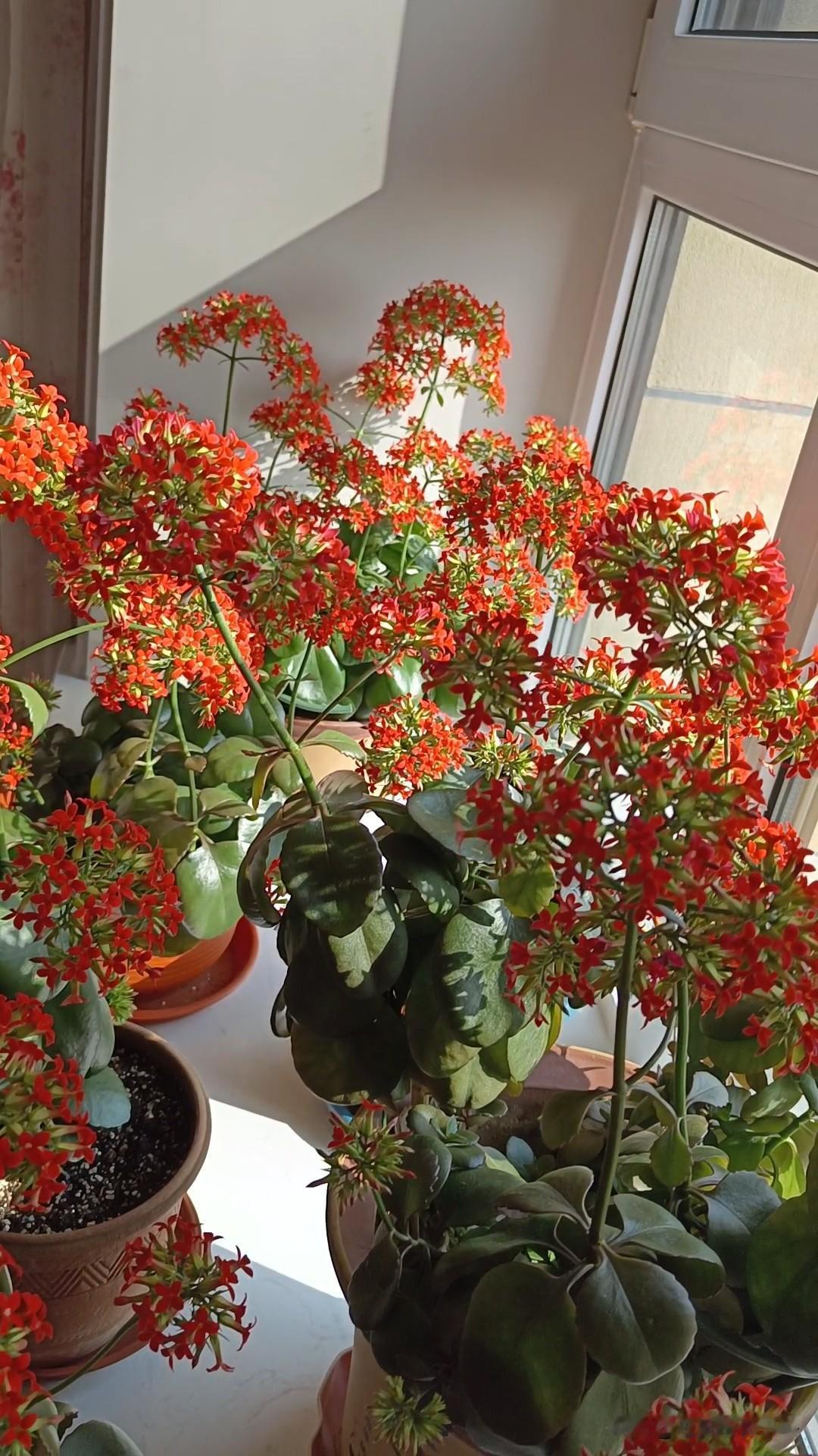 长寿花现在插杆是最佳净节，现在的温度是长寿花最喜欢的温度。现在插杆成活率非常高，