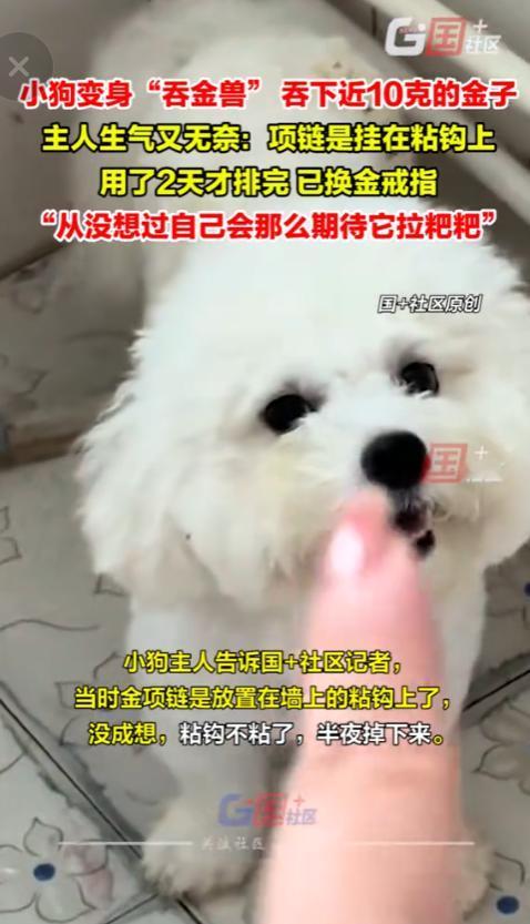 养了个“吞金兽”？山东临沂，一女子在发现狗吞下了自己的金项链后，焦急万分，盯着狗