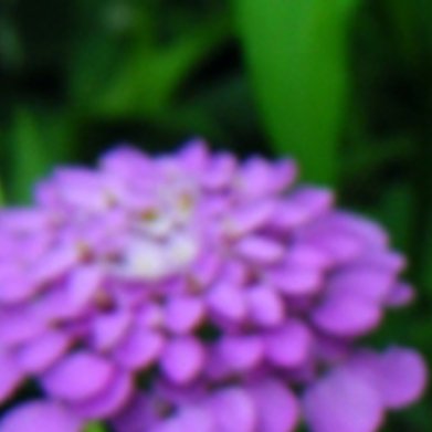 蜂室花（冷门庭院观赏小花，农庄造景适用）种植方法：1. 土壤：普通园土即可，地势