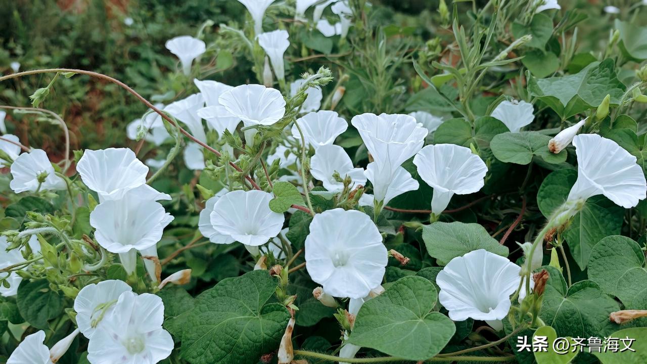《咏田旋花》
翠蔓旋田野，芳心向碧空。
花开小喇叭，吹彻初秋风。