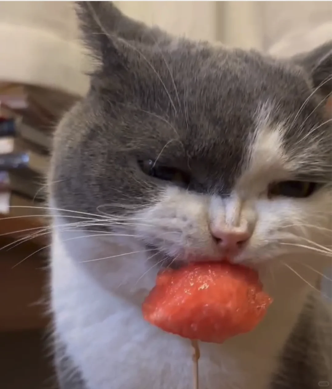 小猫不许吃西瓜😭
