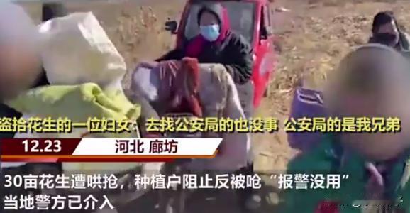 “太无知了！”河北廊坊，一男子租下30亩的田地，并种植了花生，当男子和家人一起去