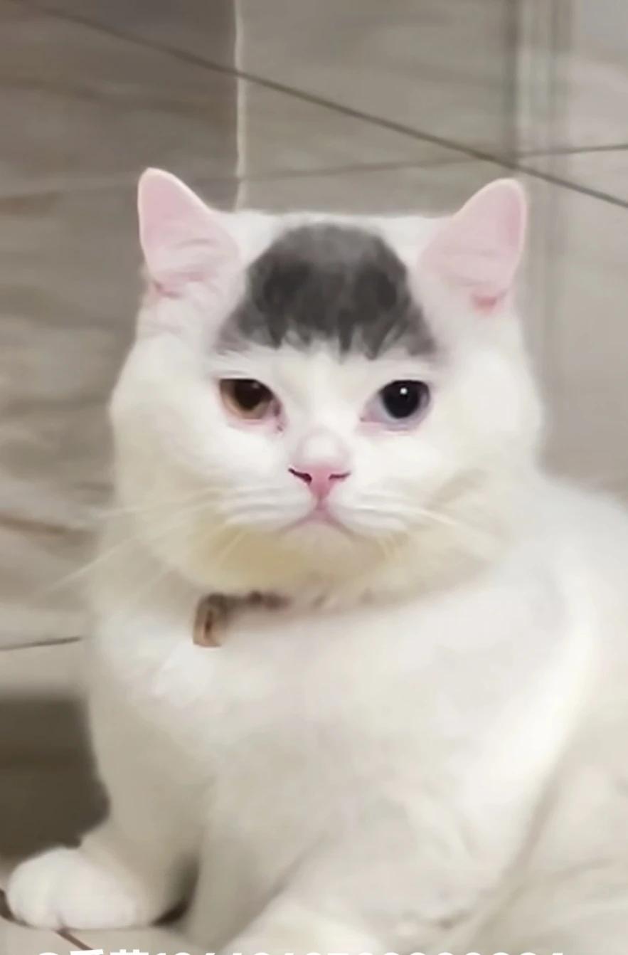 过节了，小猫咪🐱也要换个新发型！[捂脸][捂脸][捂脸]
和我姐的娃儿三岁照时