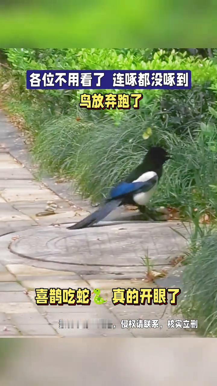 各位不用看了，连啄都没啄到，鸟放弃跑了。
喜鹊吃蛇真的开眼了。