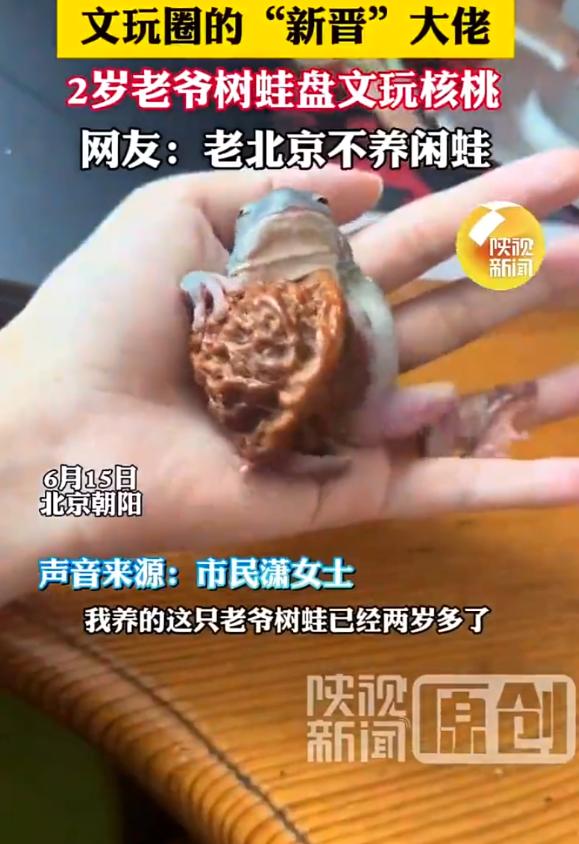 这也太有才了！北京，一女子在家里养了一只树蛙，平时晚上精力旺盛，让她头疼不已，可