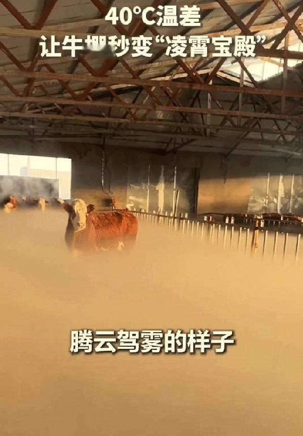 “没想到上人民日报了！”内蒙古，女子清早起来去牛棚喂牛，不料一推开门直接傻眼了，