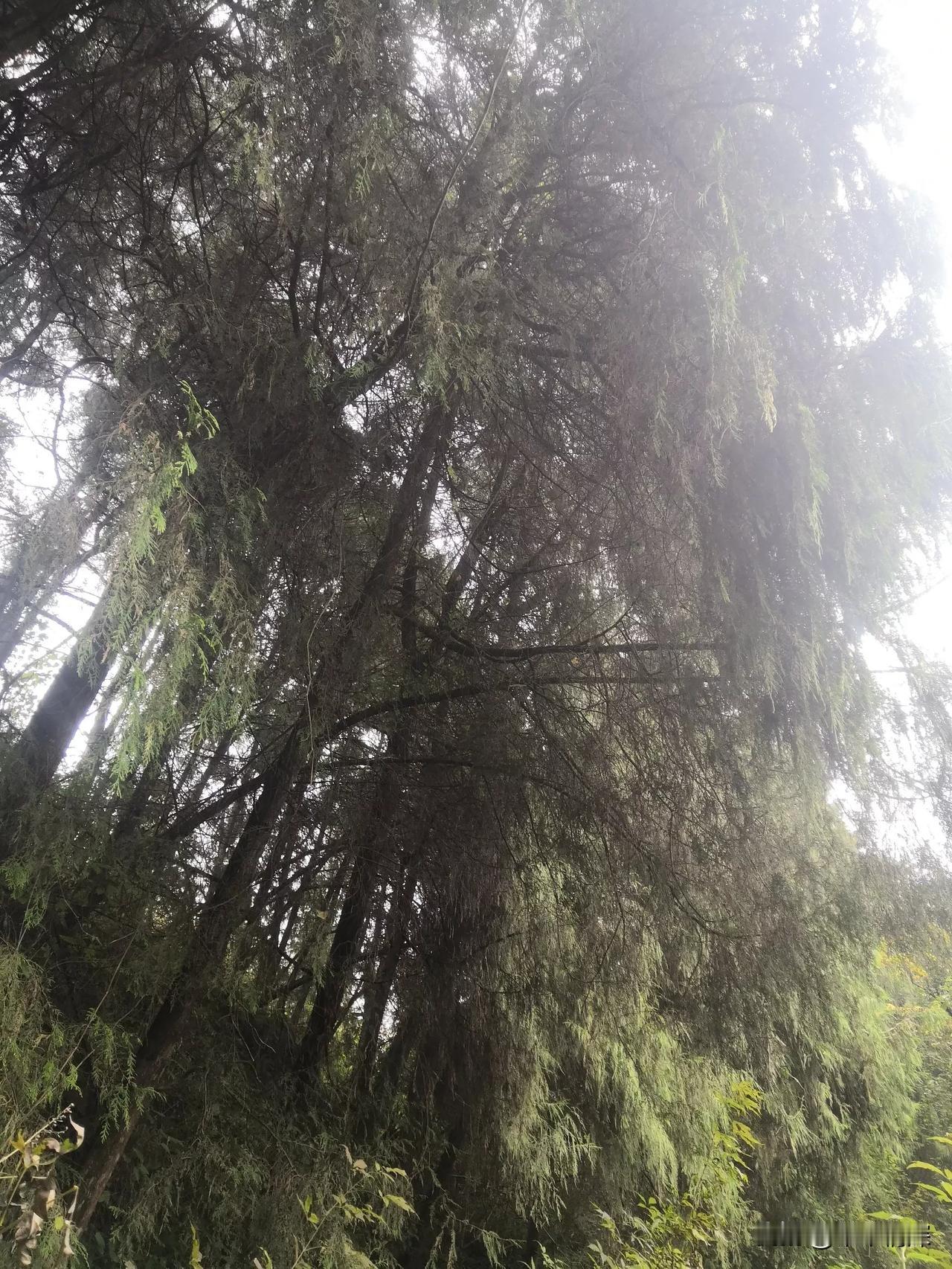 2025年12月4日下午时分，德阳市中江县农村里面，大丘陵山坡上，从这张图片中可