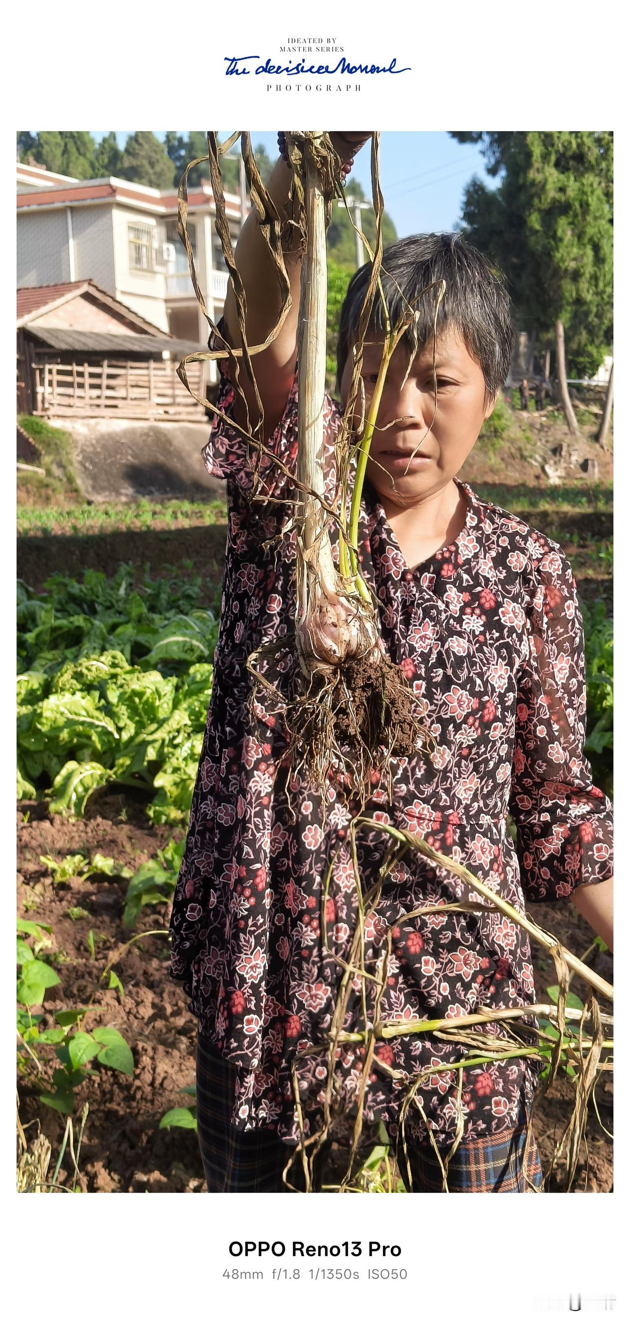 农忙季节，收种两抢，今天收大蒜，趁地里湿润，几下就扯完了！扯完把地收拾出来好栽菜