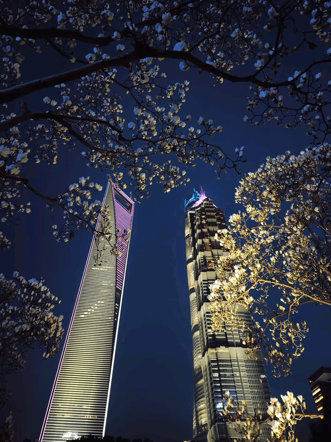 上海的玉兰已经美到Next Level✨