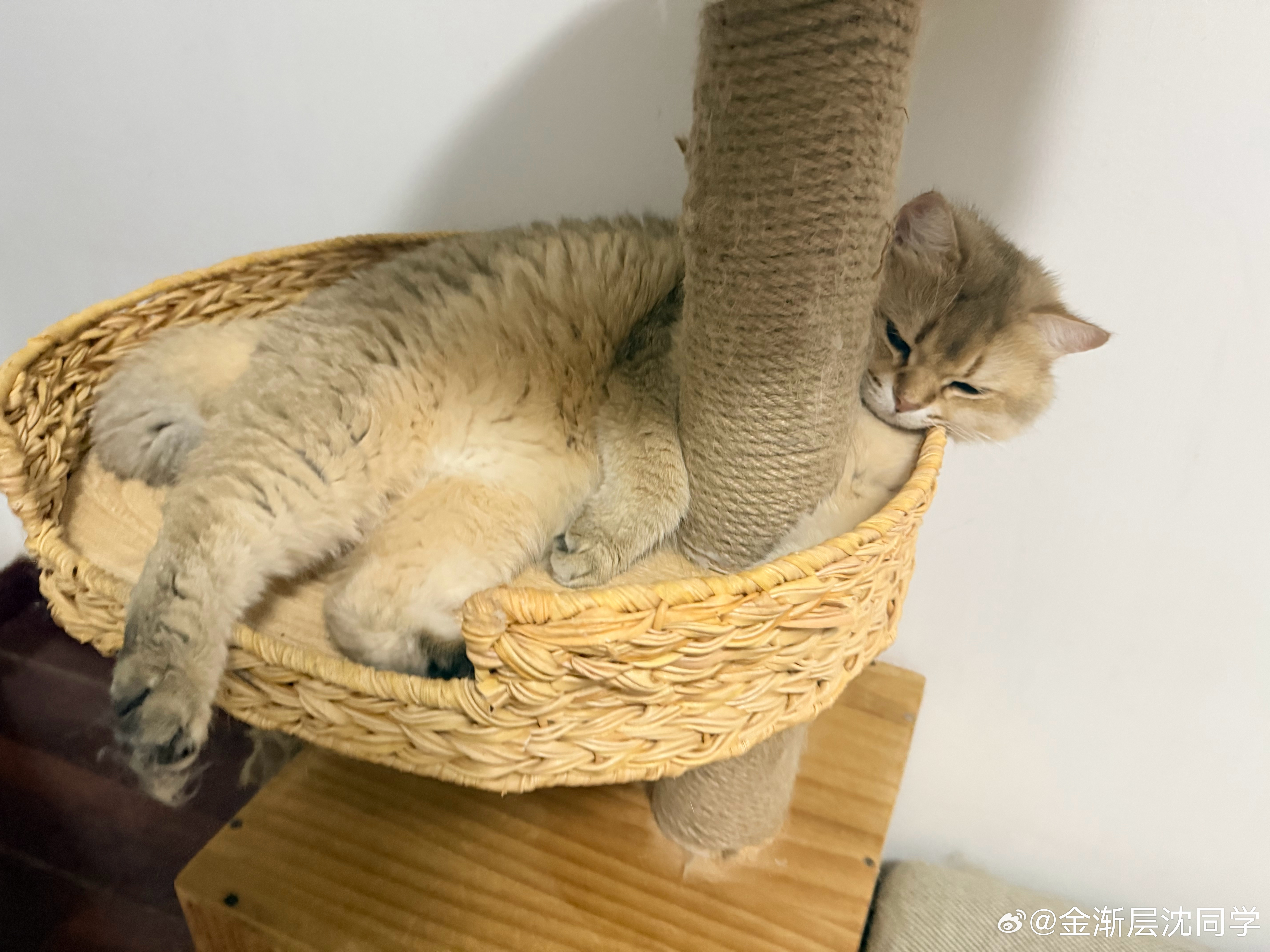 真傻萌宠猫咪