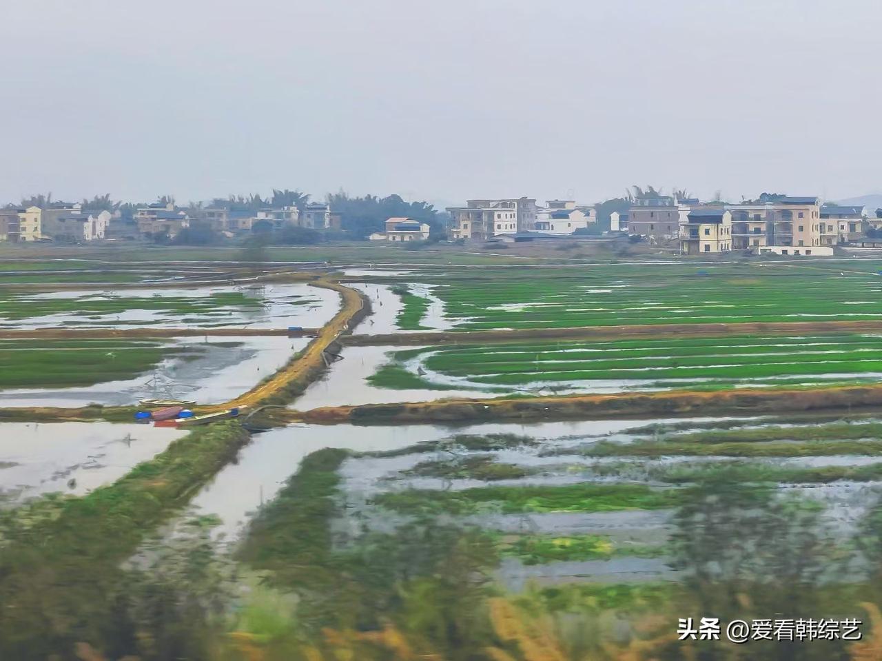 集卡领红包水田铺成绿白织锦，小径弯绕着浸在水光里，岸边船篷沾着湿意。村落隐在雾色
