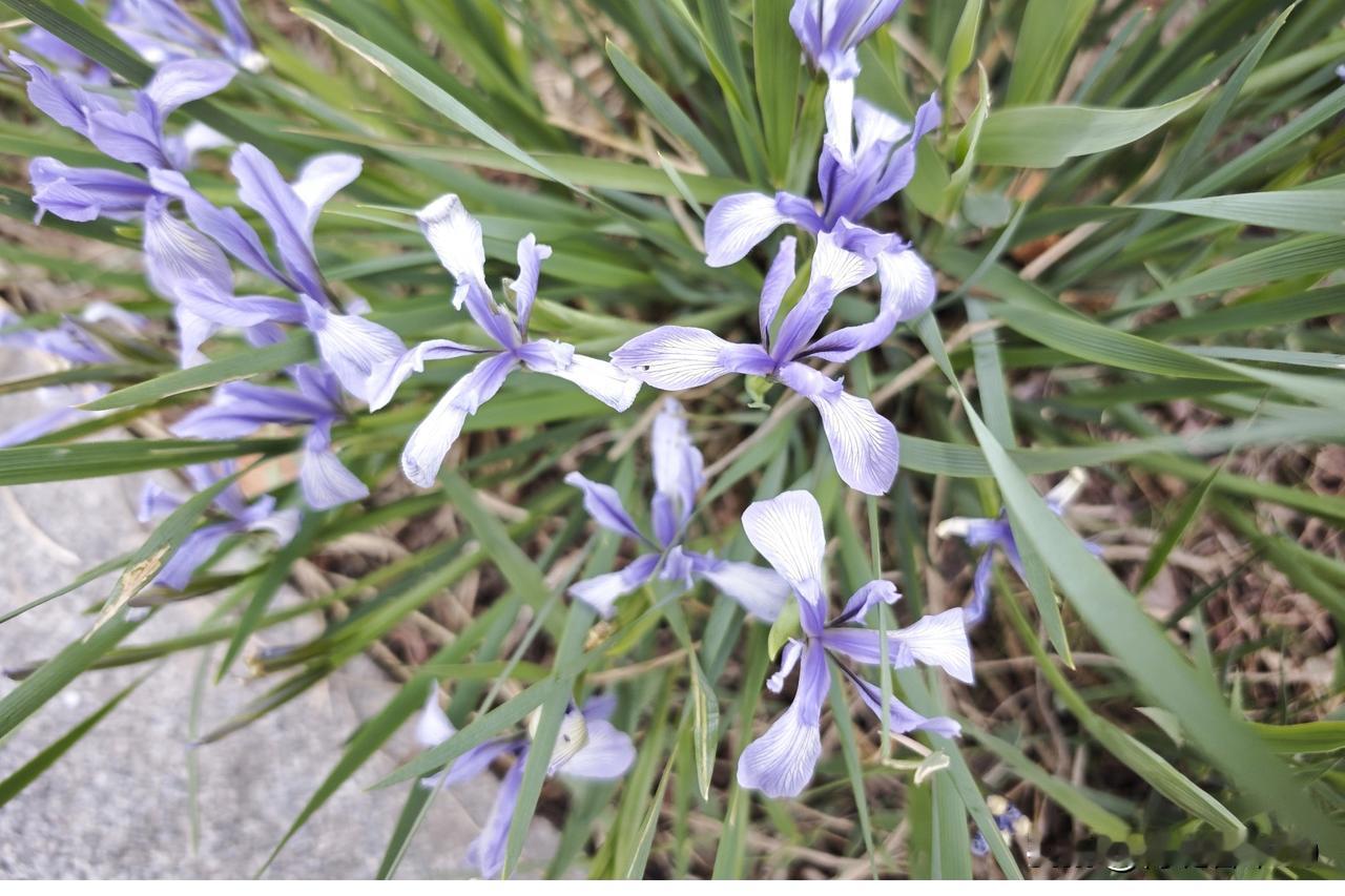 马兰开了，我还挺喜欢的。炎炎夏日，在内乡宝天曼峡谷漂流的青山绿水间，马兰竞相绽放