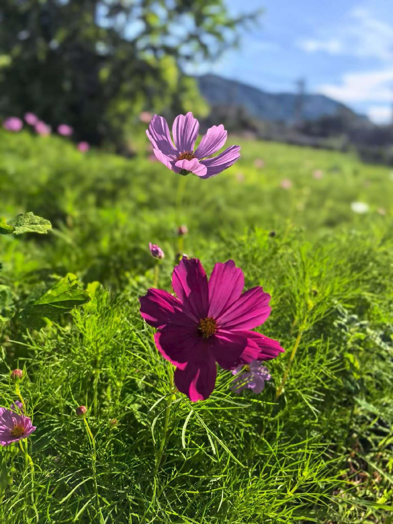 君携明月烹茶