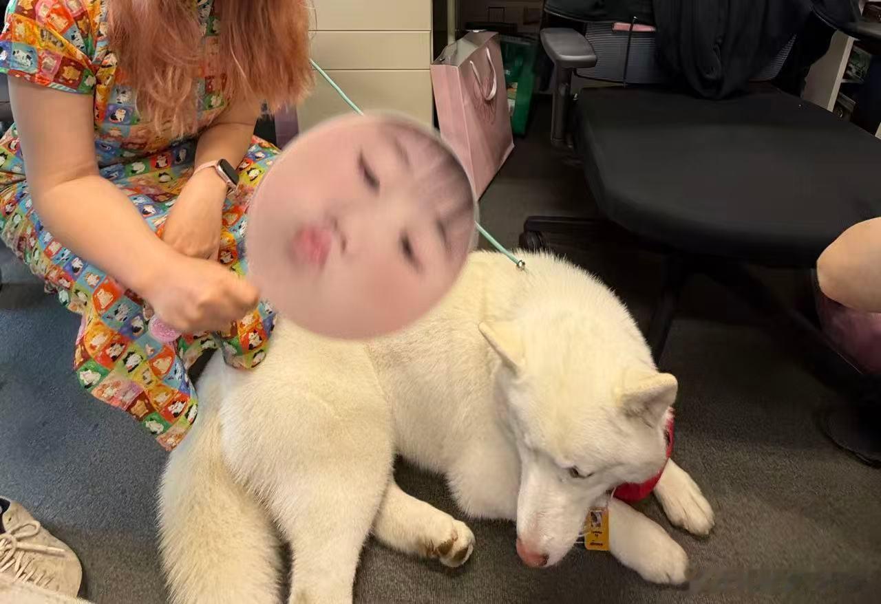 小狗被王源扇子迷住了超萌场面来袭！汪汪队毛毛、阿奇、天天带四只真萌犬实习队员新浪