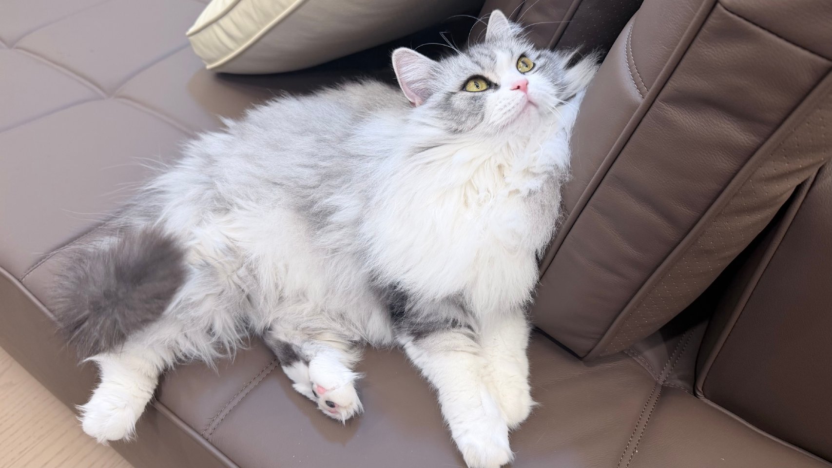 财财真的是越来越结实了