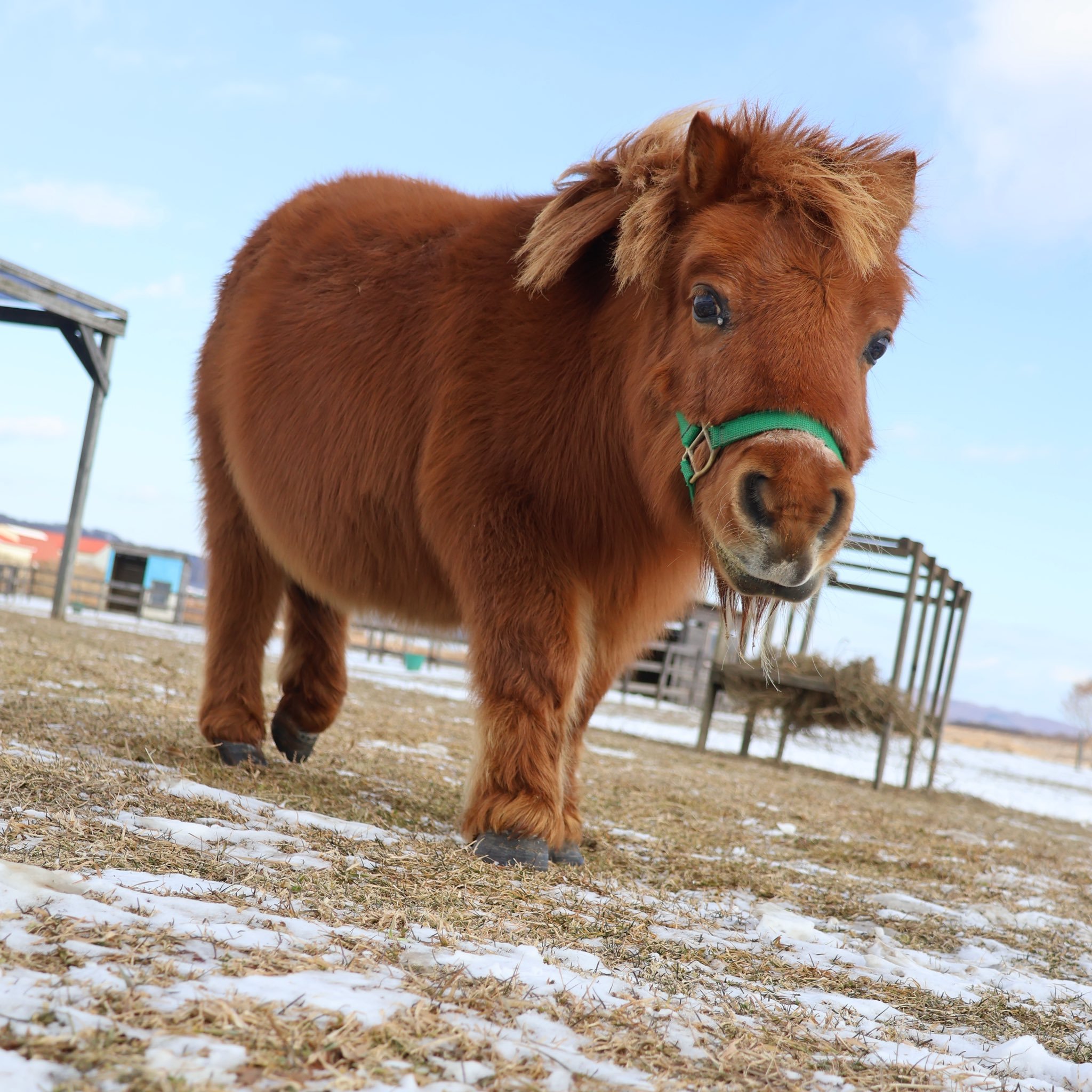 这肚子，你瞅瞅这合适吗？新品种马豚是吧【推：えむ】 
