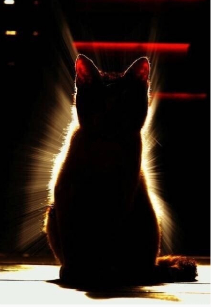 秒赞发光猫，明天你会收到你想收到的消息 ​​​