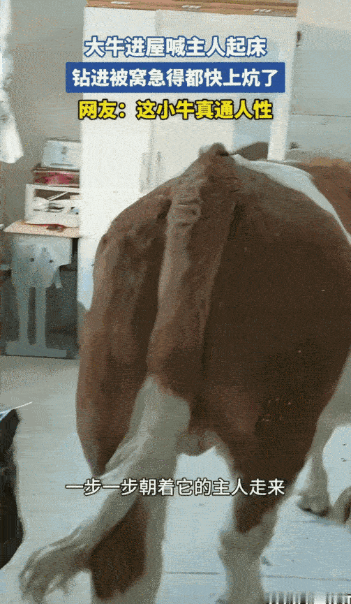 太有灵性了！黑龙江一男子天冷赖床不起，家里的小牛饿了，竟自己跑进屋里叫主人起床。